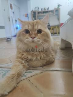 Mating - Persian Male cat 0