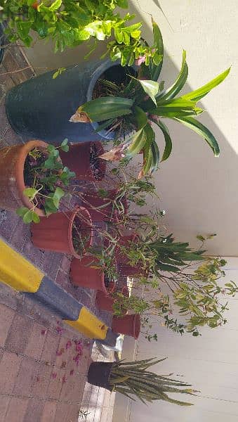 plants for sale 1
