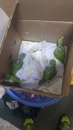 green parrots baby