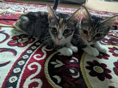 Kittens for Adoption (Free)