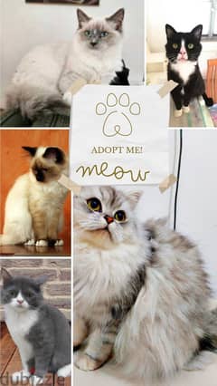 Vaccinated Persian cats for sale, قطط شيرازية ملقحة للبيع