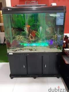 Large Fish Tank +Two large Cat Fish for sale 0