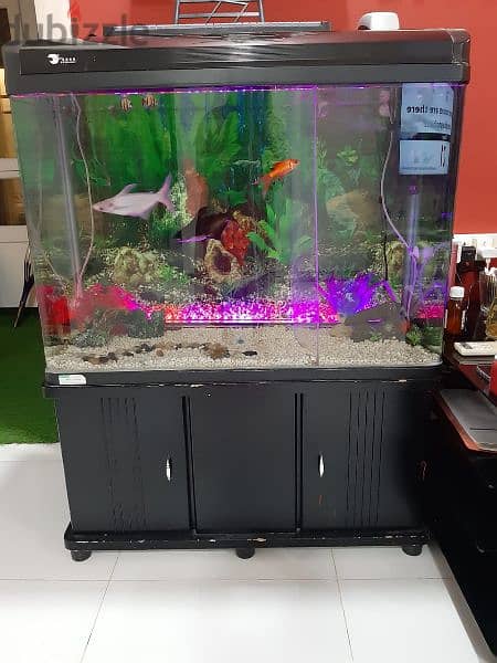 Large Fish Tank +Two large Cat Fish for sale 1
