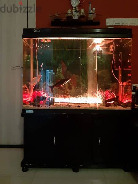 Large Fish Tank +Two large Cat Fish for sale 2