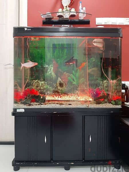 Large Fish Tank +Two large Cat Fish for sale 3
