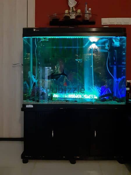 Large Fish Tank +Two large Cat Fish for sale 4
