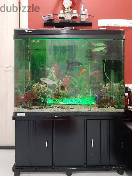 Large Fish Tank +Two large Cat Fish for sale 5