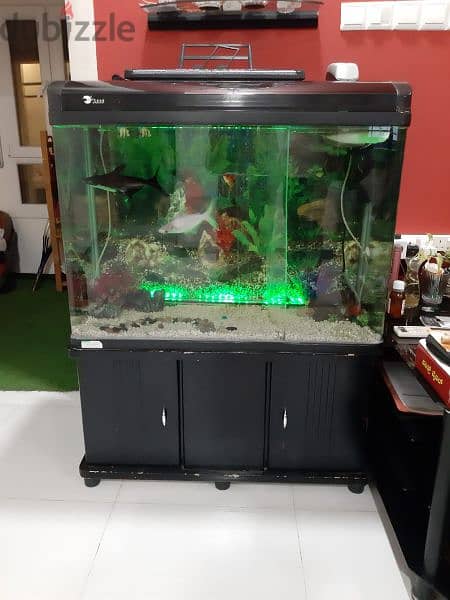 Large Fish Tank +Two large Cat Fish for sale 6