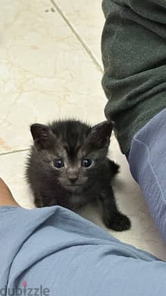 turkish angora kittens for adoption