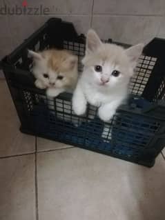 Pure Persian Kittens Age 2 Months Very Playfull Neat N Clean 79146789 0
