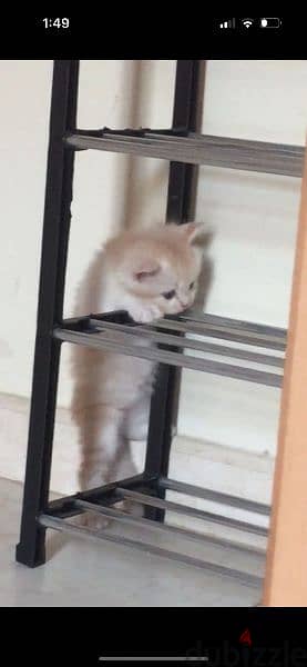 Pure Persian Kittens Age 2 Months Very Playfull Neat N Clean 79146789 3