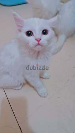 Turkish  angora kitten 0