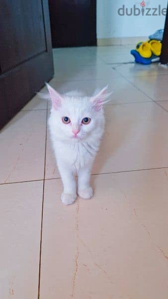 Turkish  angora kitten 1