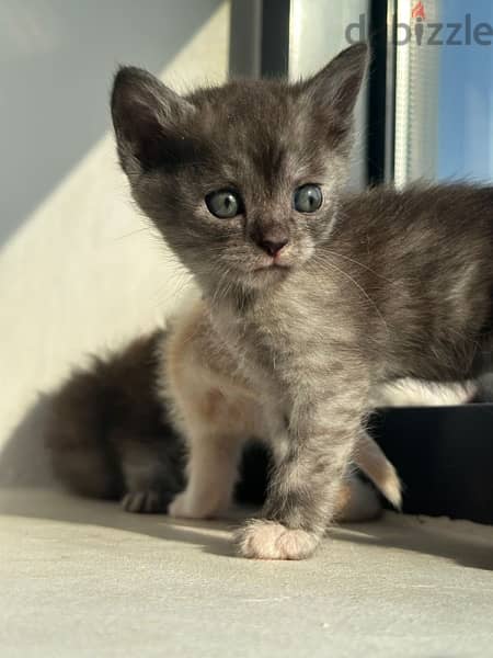 Adorable Kitten for Sale! 1