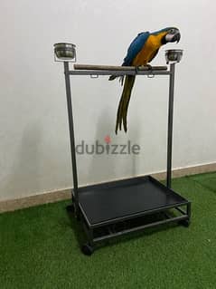 stand for parrots ستاند ببغاء 0