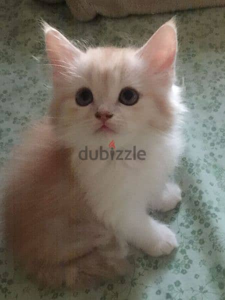 pure Persian Kitten Very Cute Age 2 Months Neat n Clean  79146789 1