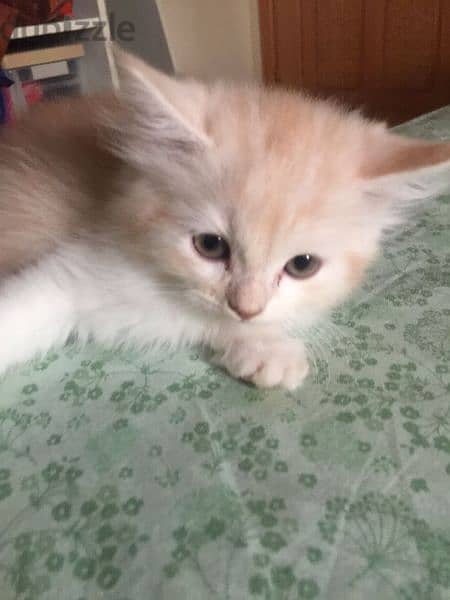 pure Persian Kitten Very Cute Age 2 Months Neat n Clean  79146789 2