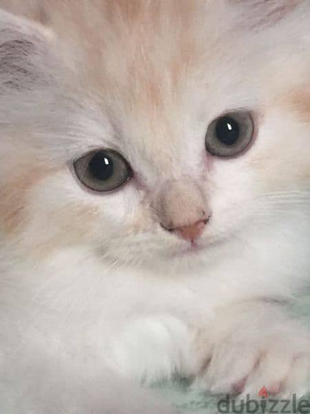 pure Persian Kitten Very Cute Age 2 Months Neat n Clean  79146789 3