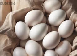 Fresh Omani eggs