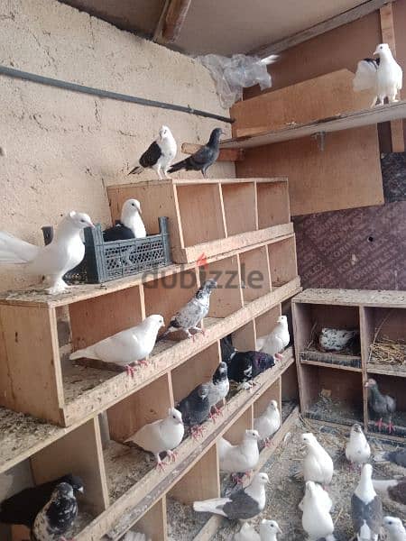 pigeons 3