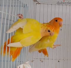 Roze mal and female 0