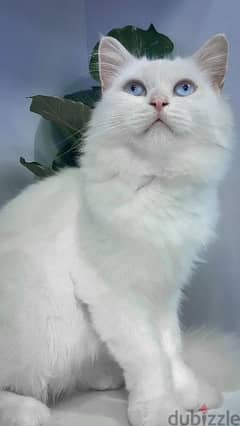 قطة شيرازية /Shirazi cat