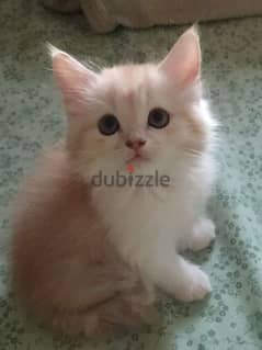 Pure Persian 2 Kitten Very Cute age 2 months Whatsap 79146789