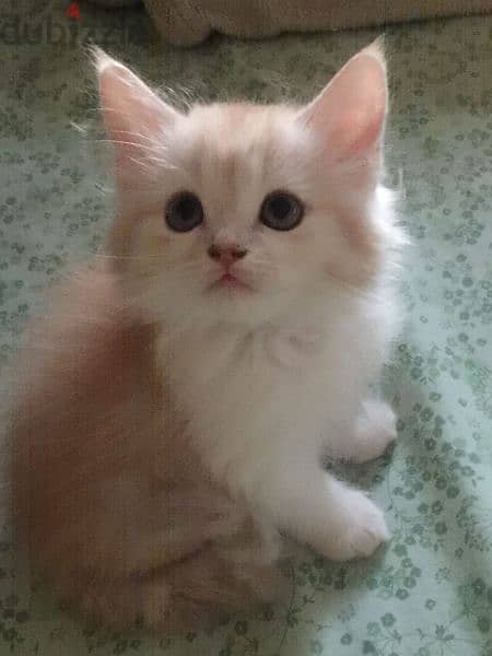 Pure Persian 2 Kitten Very Cute age 2 months Whatsap 79146789 1