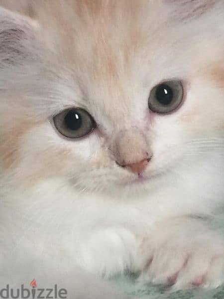 Pure Persian 2 Kitten Very Cute age 2 months Whatsap 79146789 5