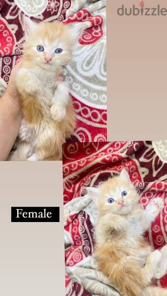 persian kitten for sale 1
