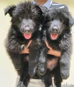 Pure Breed German Sherperd Blackjack Puppies