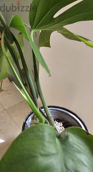 big monstera plant 3