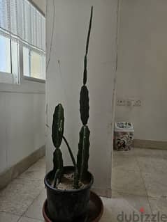 big cactus plant