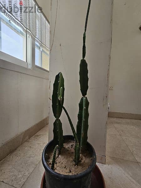 big cactus plant 1