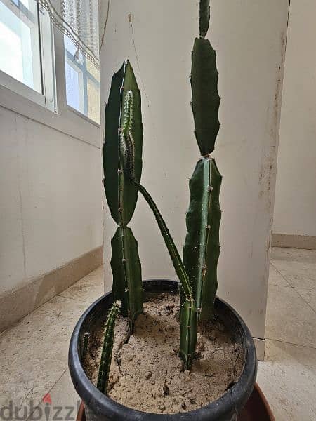 big cactus plant 2