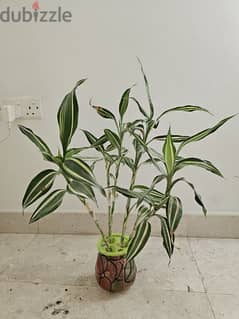 Dracaena/ bamboo plant in water