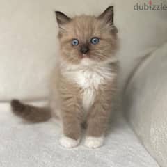 kittens for adoption 0