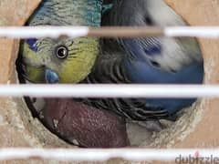 Breeding pair of budgies with two babies