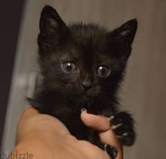 Turkish angora kittens for adoption