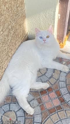 Turkish cat for sale قطة تركيه للبيع
