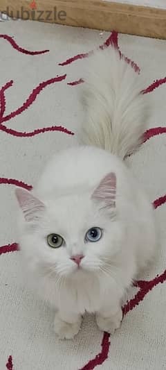 persian cat قطه شيرازي