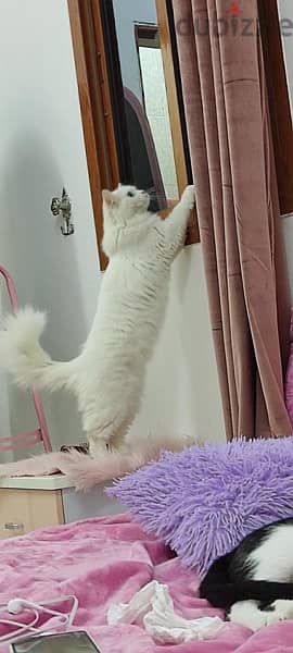 persian cat قطه شيرازي 1