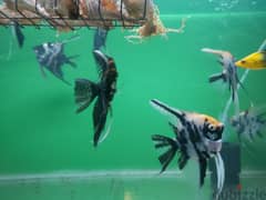 Five big size breeding pair Angel fish for sale