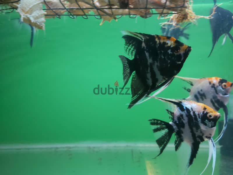 Five big size breeding pair Angel fish for sale 1