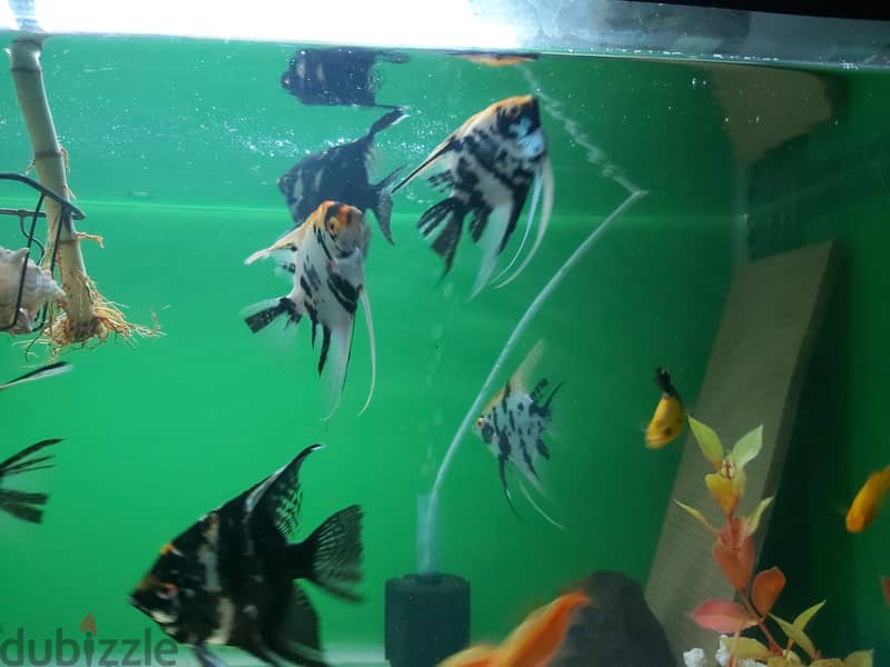 Five big size breeding pair Angel fish for sale 2