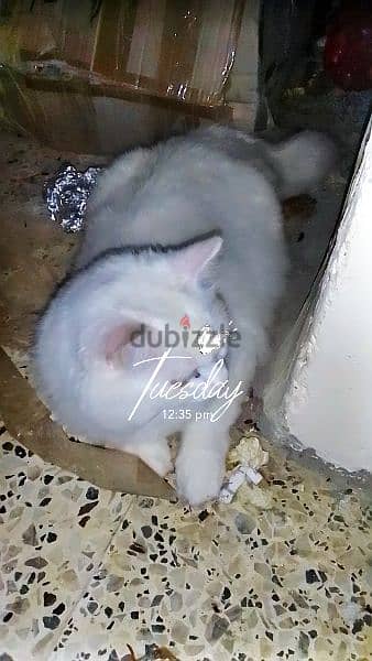 white Persian cat 1