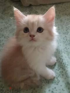 Pure Persian Kittens age 2 Months Very Cute Neat n Clean 79146789 0
