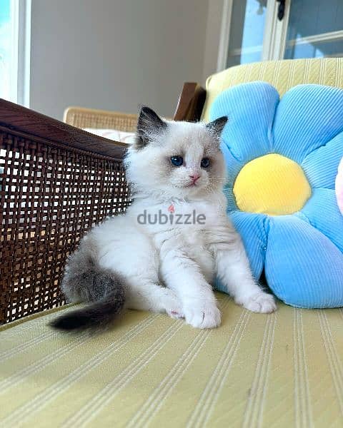 ragdoll kittens  WhatsApp the owner +971556656134 1