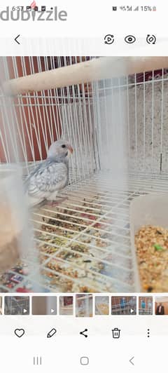 3 home breed budgies