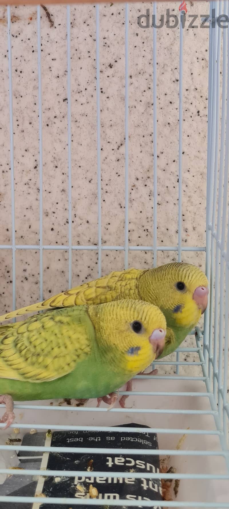 3 home breed budgies 1